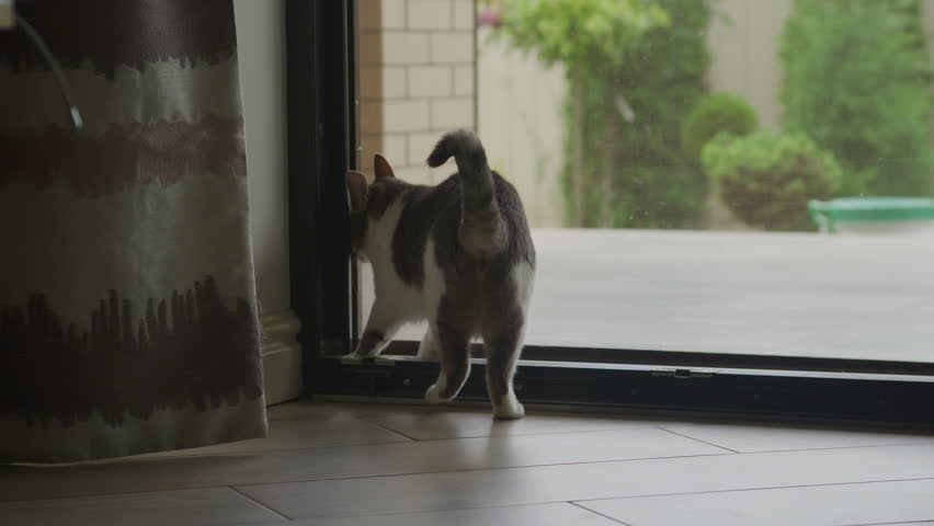 Domestic cat escaping the house, pet opening the door Royalty-Free Stock Footage #1099772131