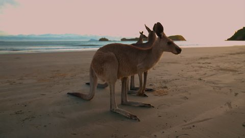 Wild wallaby kangaroo by the sea at seaside beach at Cape Hillsborough National Park, Queensland at sunrise. Cinematic nature documentary of a scenic tourist attraction animal feeding family in 4K UHD Video stock