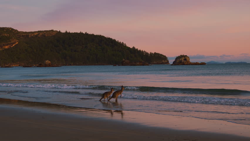 Wild kangaroo and wallaby by the sea on a sandy beach at Cape Hillsborough National Park, Queensland at sunrise. Scenic nature documentary of a tourist attraction animal family with fighting in 4K. Royalty-Free Stock Footage #1099773517