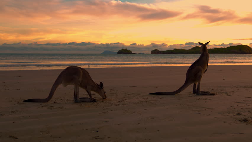 Two wild kangaroos and wallabies by the sea on a sandy beach at Cape Hillsborough National Park, Queensland at sunrise. Nature documentary of a scenic tourist attraction animal family with fighting. Royalty-Free Stock Footage #1099773577