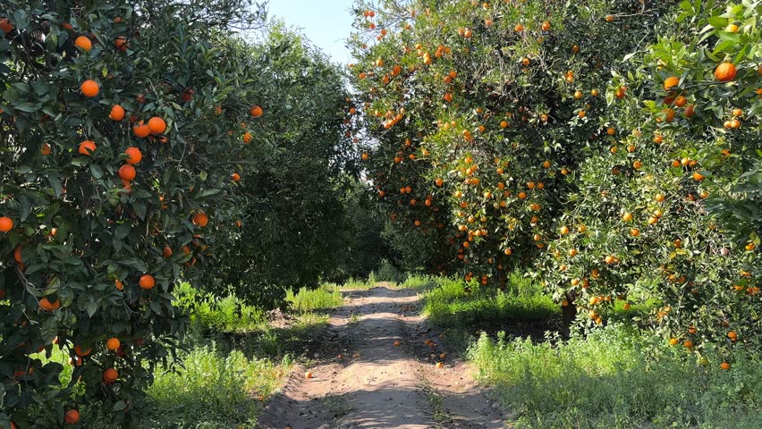  Road in Fruit garden with orange trees, a lot of Juicy ripe oranges fruit branches ready for harvest.