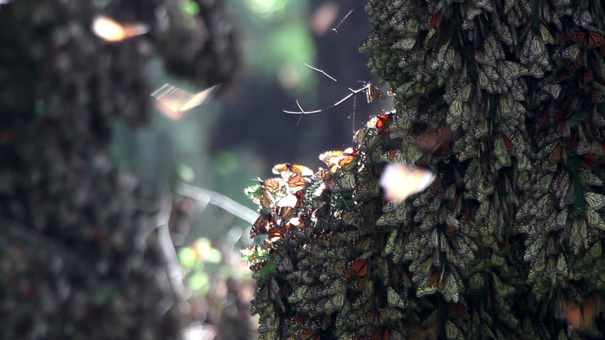 The monarch butterfly sanctuary in mexico, where millions of butterflies return to each year from the USA and canada