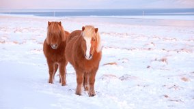 Icelandic Horses In Winter, Rural Animals in Snow Covered Meadow, Iceland. Shot in 8k Resolution.