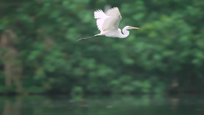 Great egret on the lake flying