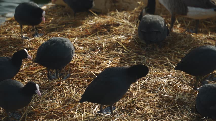 a lot of coots on a floating plate eating and moving hay