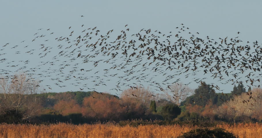 Glossy ibis, Plegadis falcinellus, Camargue, France