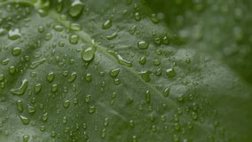 Macro shot of water drop spontaneously rolls down on wet green leaf | Organic moisturizing cosmetics commercial - Powered by Shutterstock - Get 15% off with code: PIKWIZARD15