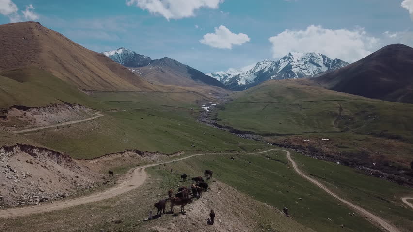 Herd Of Cows Grazing High In The Mountains, Aerial View | Shutterstock HD Video #1099799397