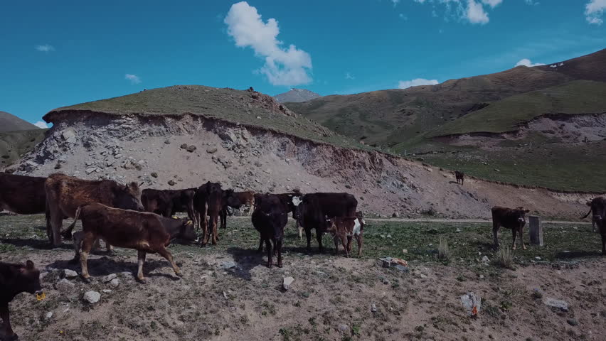 Herd Of Cows Grazing High In The Mountains, Aerial View | Shutterstock HD Video #1099799407