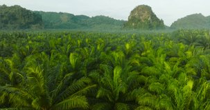 Aerial view palm oil tree High quality video 4K