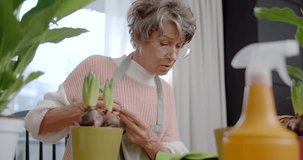 Elderly lady watches educational video on the phone about flower planting and gardening, 4k