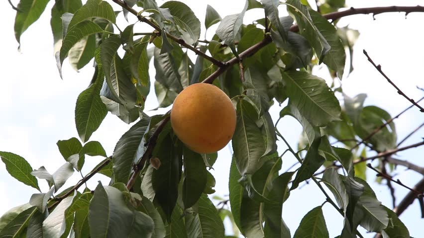 Mechanical fruit picking. A ripe peach hangs on a tree branch. A plastic mechanical grip appears on the right. Manipulator takes a peach | Shutterstock HD Video #1099803669
