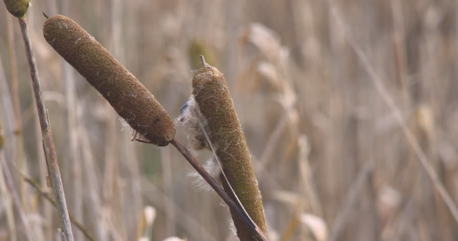Blue Tit bird flying from bullrush reed mace wetland slow motion wildlife