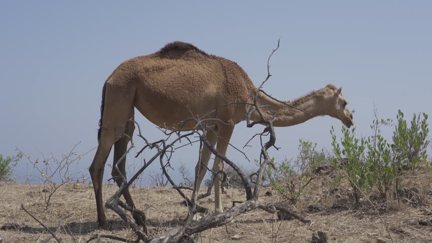 Camels In Oman. Native HLG Material, straight out of the cam. | Shutterstock HD Video #1099819759