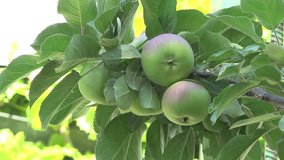 green apple in apple tree, garden - Powered by Shutterstock - Get 15% off with code: PIKWIZARD15