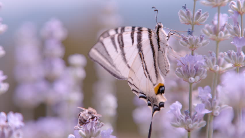 CLOSE UP, DOF: Spectacular view of scarce swallowtail visiting lavender flower. Beautiful pear-tree swallowtail butterfly with amazing creamy white wings visiting blooming lavender field in summer. Royalty-Free Stock Footage #1099821319