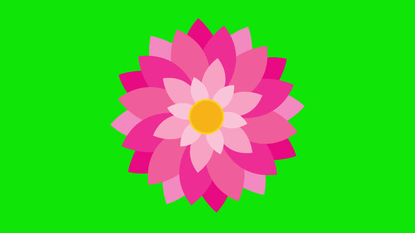 A drawing of a flower blooming on a green screen. Cartoon flower blooms with key colors. Flower animation on Women's Day, Valentine's Day, Mother's Day, and Wedding day flower animation. Chrome color. Royalty-Free Stock Footage #1099822195