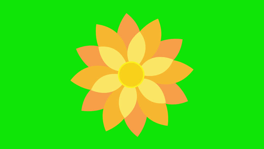 A drawing of a flower blooming on a green screen. Cartoon flower blooms with key colors. Flower animation on Women's Day, Valentine's Day, Mother's Day, and Wedding day flower animation. Chrome color. Royalty-Free Stock Footage #1099822281