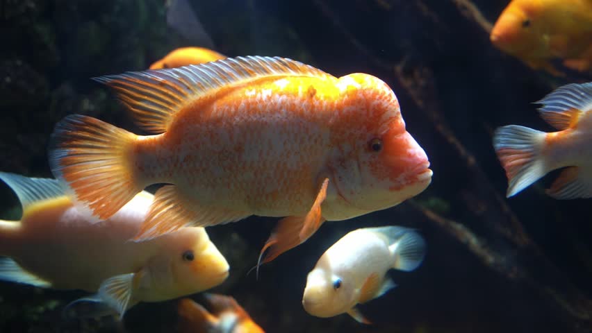 Midas cichlid in aquarium, Amphilophus citrinellus funny orange fish with big forehead | Shutterstock HD Video #1099822891