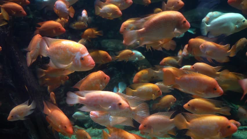 Midas cichlid in aquarium, Amphilophus citrinellus funny orange fish with big forehead slow motion. | Shutterstock HD Video #1099822893
