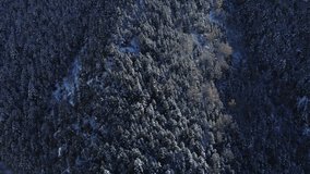 Snow covered trees and snowy forest on a winter day. Evergreen spruce forest. Winter forest with alpine trees covered with snow. Alpine landscape. Vacations, travel and nature concept. 4k drone shot.