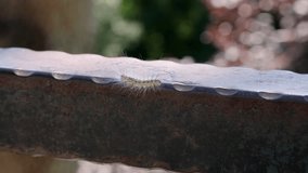 video of a fast running caterpillar
