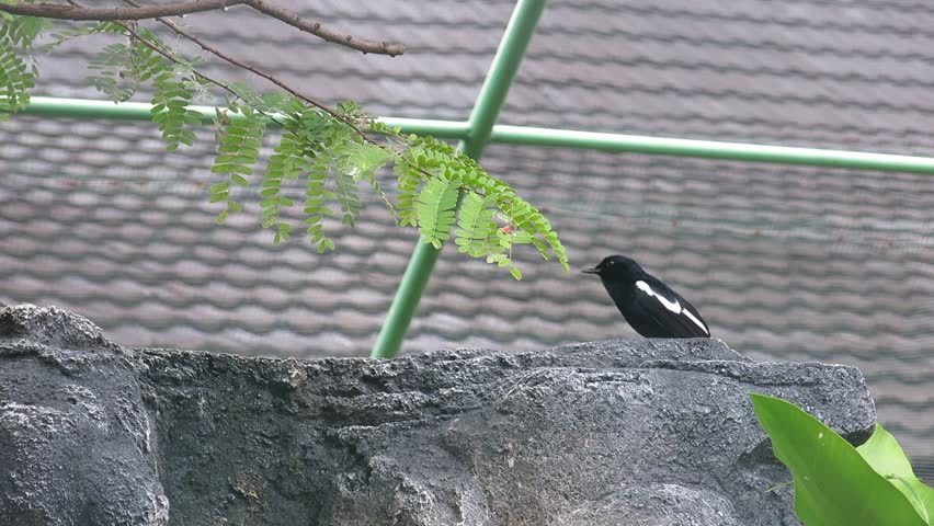 Black little bird is singing on the stone rock inside the cage