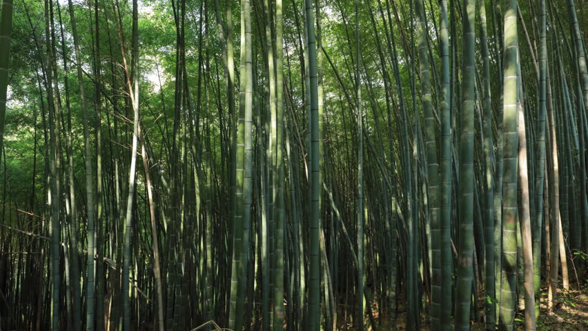 Timelapse In Bamboo Grove. Lights And Shadows Movement. Beautiful Landscape. Bright Green Colors. Timelapse, Time-lapse.