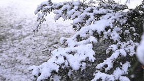 Close-up 4K footage of a snow-covered spruce branch in winter, with white fluffy snow falling down. Christmas. Winter vacation. Travel and weather concept.