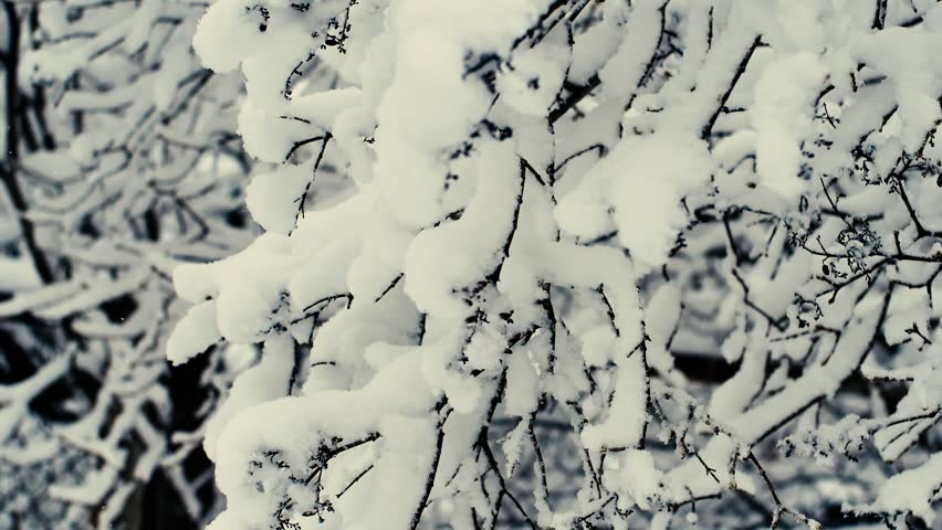 White snow has fallen on the tree branches, it is blowing snow from the air. Video motion. Soft selective focus. | Shutterstock HD Video #1099837983