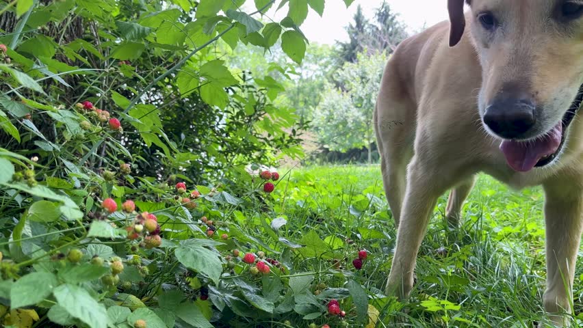 Funny scene of smart blonde labrador retriever picks out fresh blackberries and eats them off the bush. | Shutterstock HD Video #1099839139