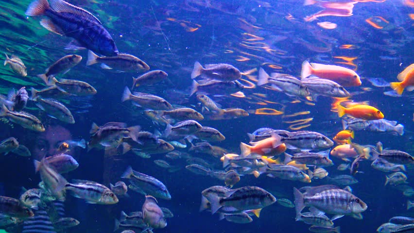 Colorful fish in a large aquarium in the oceanarium | Shutterstock HD Video #1099839201