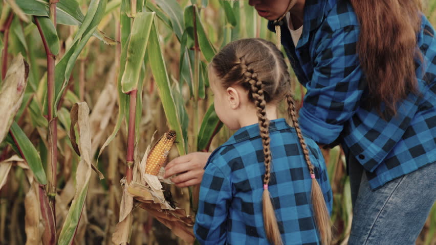 Farmer works in cornfield with his little daughter. Farmer Mother, daughter in corn field, looking at corn harvest together. Happy family, mother child walk together on corn plantation in autumn. Kid