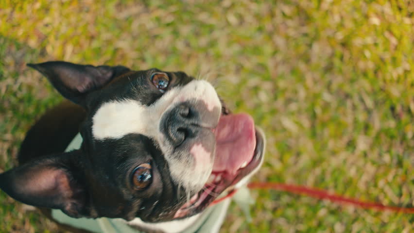 Beautiful Boston Terrier Dog Closeup Face