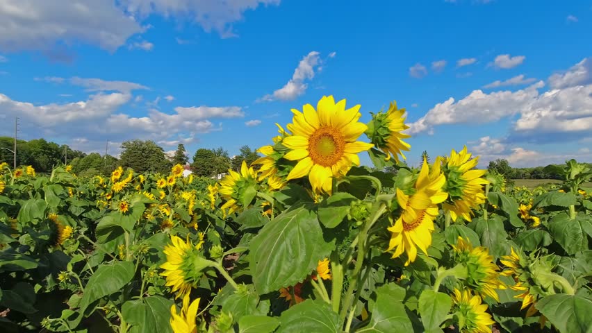Inside of sunflowers farm field. Yellow blooming sunflowers and summer landscape with blue sky and clouds. The farm opens to visitors and tourists. The season of harvest and Thanksgiving day.