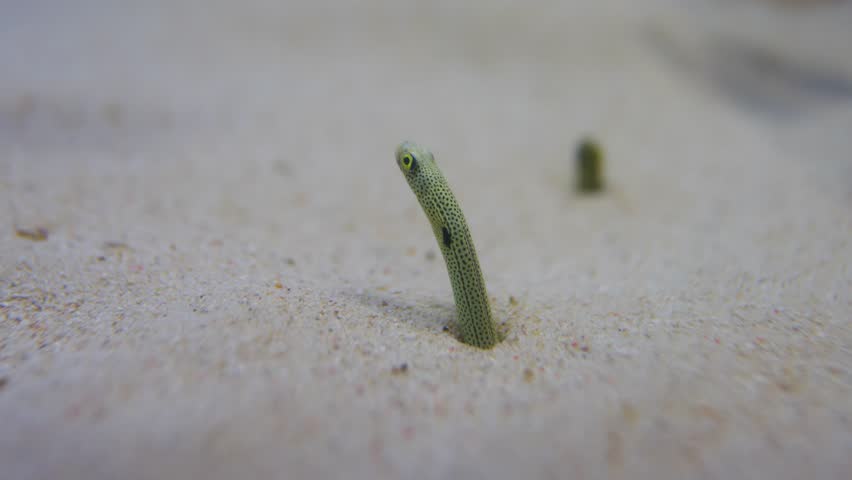 Spotted garden eel sticking its head out of the sea sand