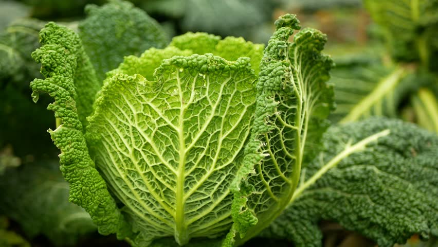 Vegetable Savoy cabbage bio detail leaves field leaf heads Brassica oleracea sabauda close-up land root crop farm plantation farming harvest cultivated garden stem head growing Europe