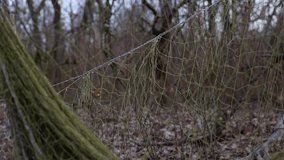 Nets for catching wild animals in the forest. Trapping game animals. Unraveling trapping nets. 4K slow motion 120 fps video