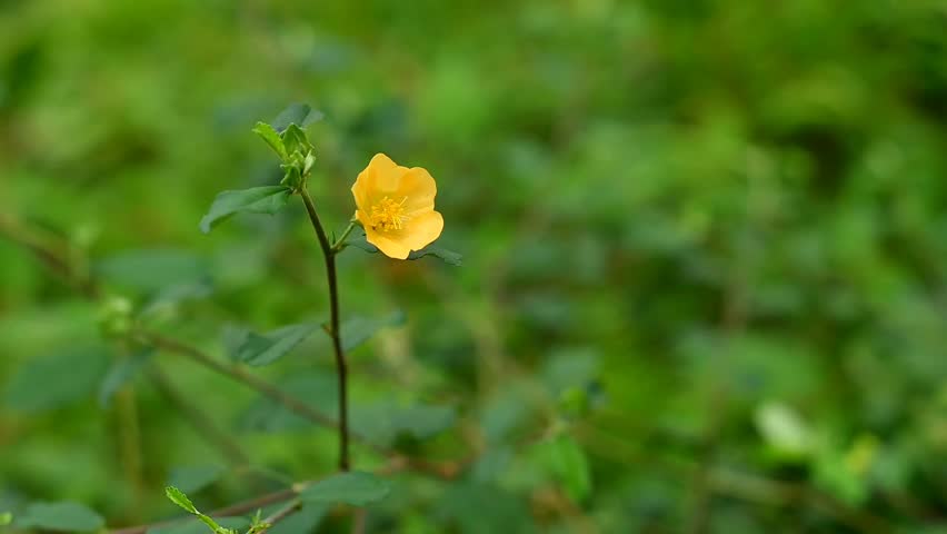 Abutilon indicum. Yellow flower among green leaves Royalty-Free Stock Footage #1099853515