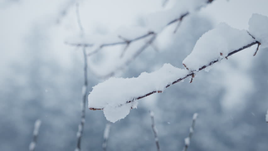 B roll - Snow falling at the fir trees branches. Slow motion. | Shutterstock HD Video #1099854373