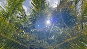 Vertical footage under the coconut palms trees branches background with the blue sky and bright sun with flares. Lying human POV exotic vacation concept 4K video.