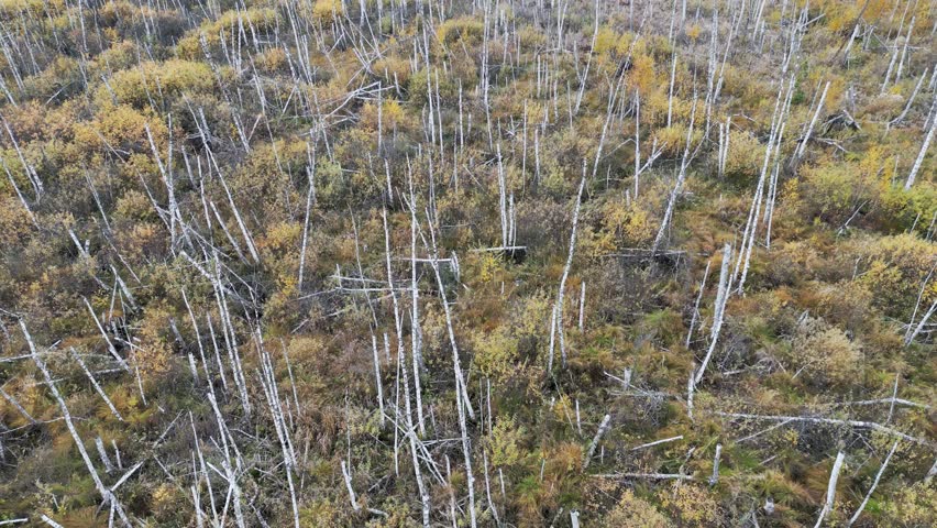 Beavers habitat. Panning a marsh in the forest.