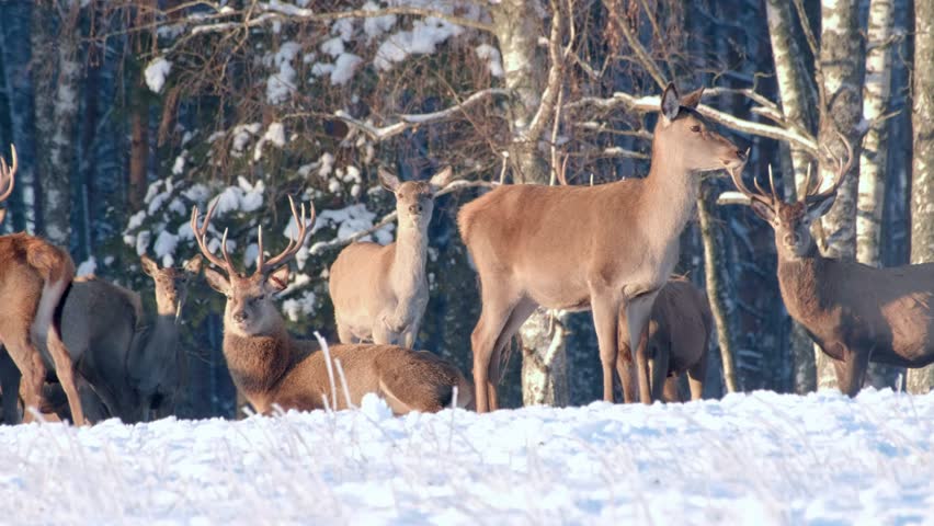 Deer in the winter forest at sunset. Close-up