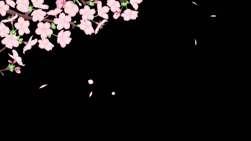 Loop animation 4k video material of cherry blossoms swaying in the wind and falling cherry blossom petals, with alpha channel for transparent background. Royalty-Free Stock Footage #1099859723