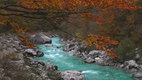 Autumn Colours of leafs over Alpine Emerald Green River Soca in Julian Alps Slovenia