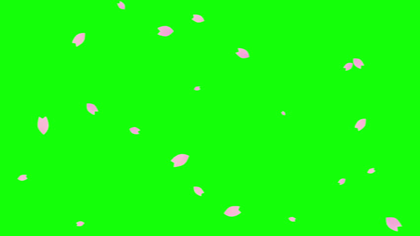 Loop animation of cherry blossoms falling diagonally on chroma key background Royalty-Free Stock Footage #1099866485