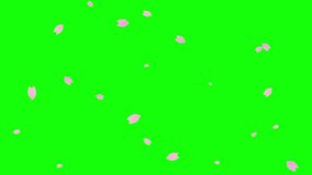 Loop animation of cherry blossoms falling diagonally on chroma key background