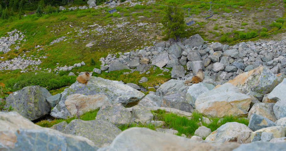 Establishing shot of marmot in slow motion at summer day in Vancouver, Canada, North America. Day time on September 2022. Still camera. ProRes 422 HQ.
