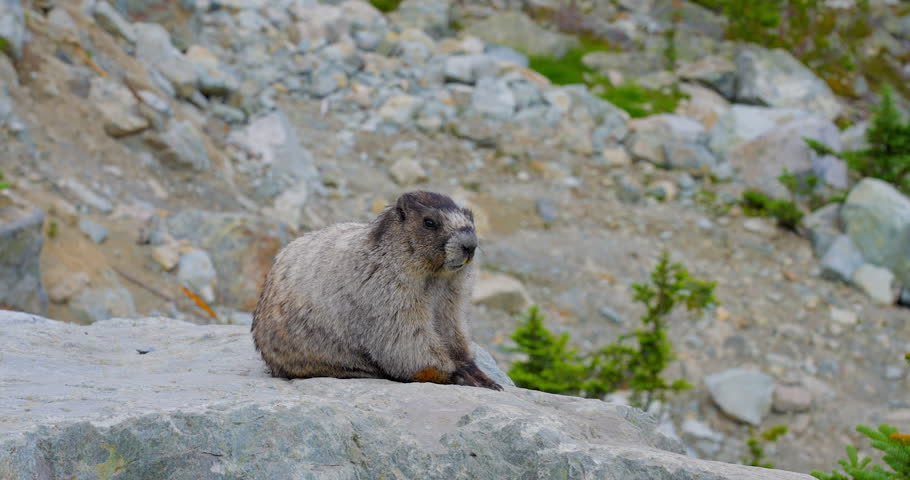Establishing shot of marmot in slow motion at summer day in Vancouver, Canada, North America. Day time on September 2022. Still camera. ProRes 422 HQ.