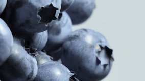 Vertical Screen: Detail of Blueberries. Macro trucking shot. Close-up, Top view. Bog bilberry, bog blueberry, northern bilberry or western blueberry Vaccinium uliginosum
